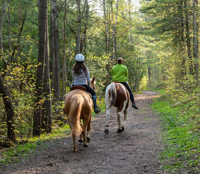 Photo of a two people on horseback riding on a trail in the woods surrounded by trees.
